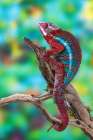 USA, Washington State, Sammamish. Panther chameleon Art Print